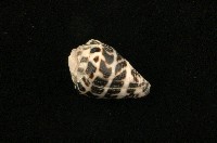 藏品(斑芋螺)的圖片